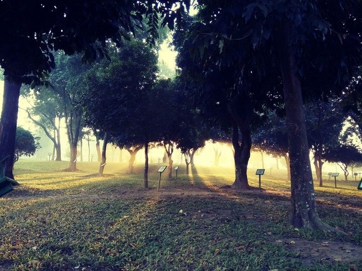 Morning Nature