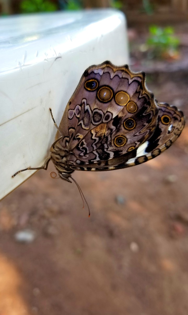 MARIPOSA GRIS POSANDO, SAN LORENZO, GRO.