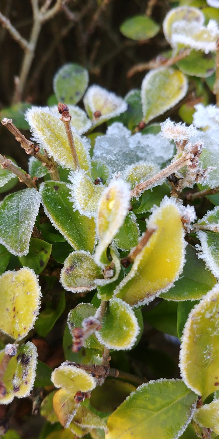 the frost should leave