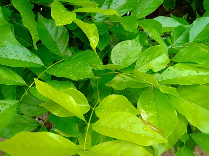 Leaf
