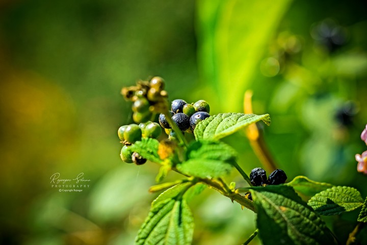 Green Plant