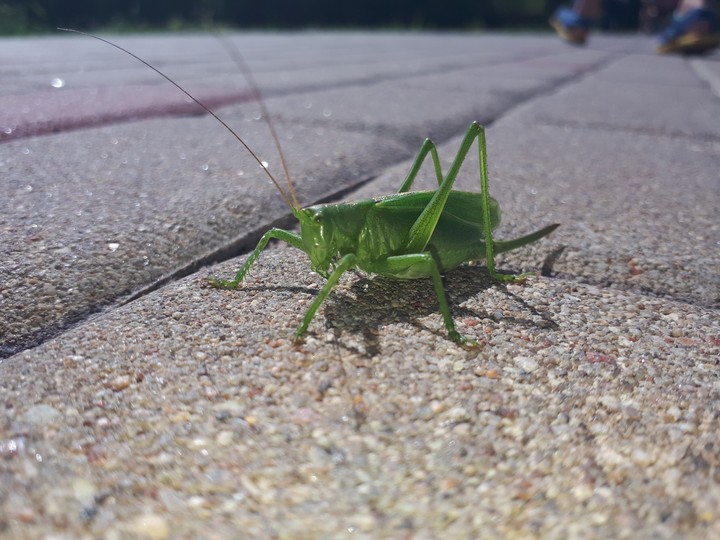 Grasshopper
