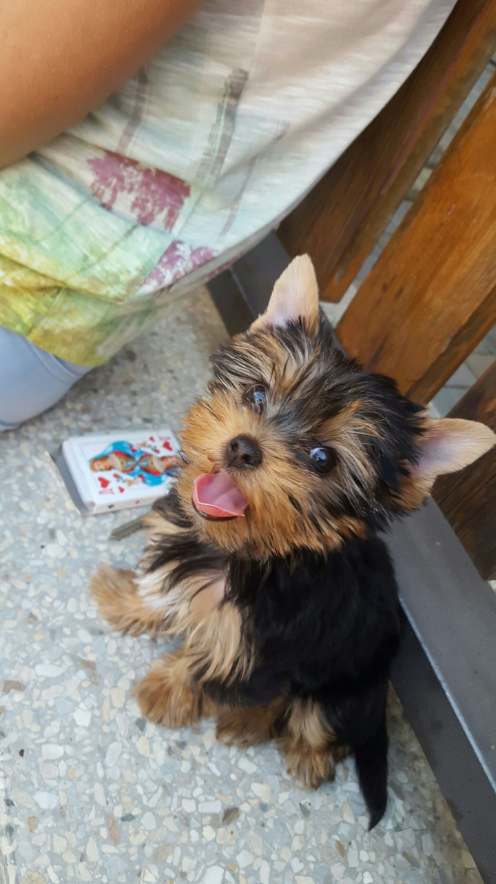 dog