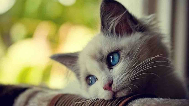 kitten