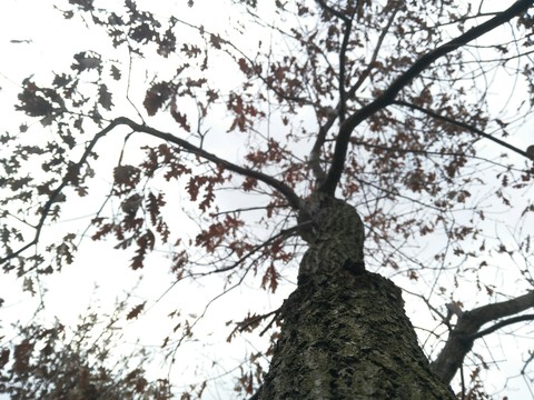 nature
