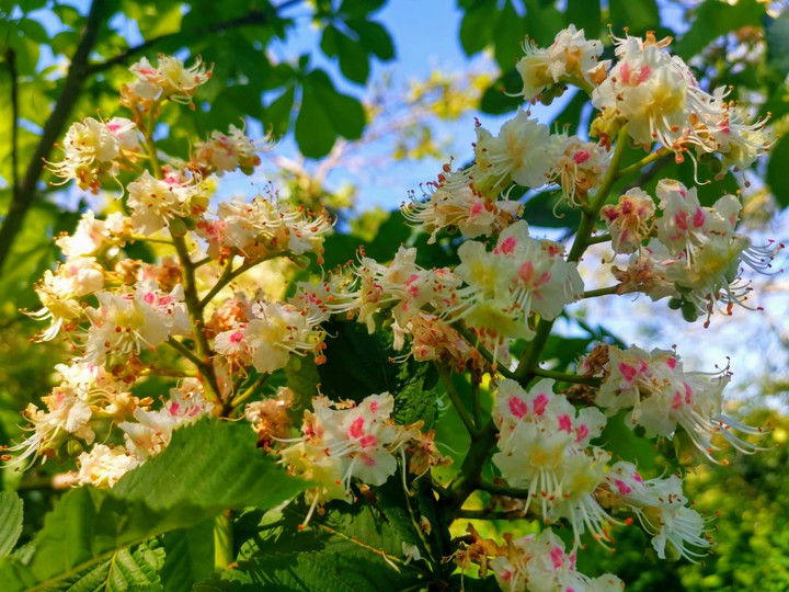 spring