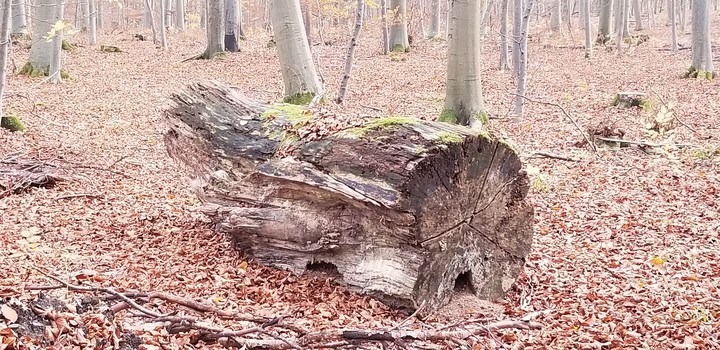 tree