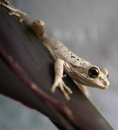fonds d'écran lizard, twig