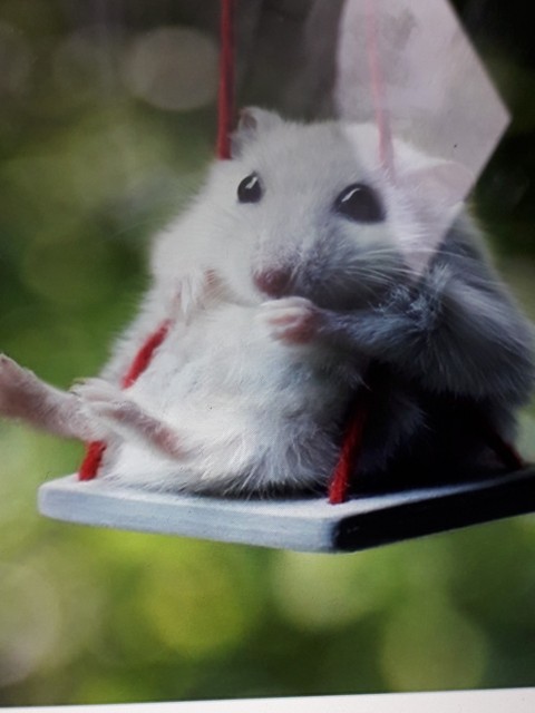 ταπετσαρίες gerbil, muroidea