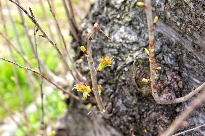 Spring
