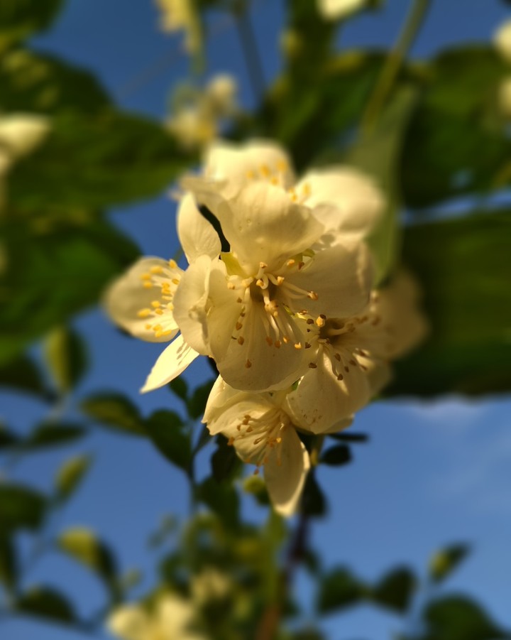 jasmine