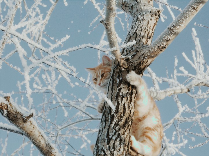 снежинка