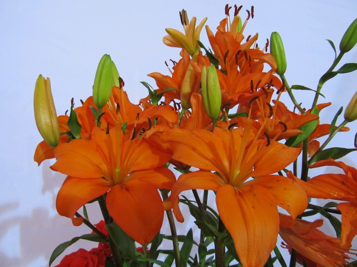 fresh flowers