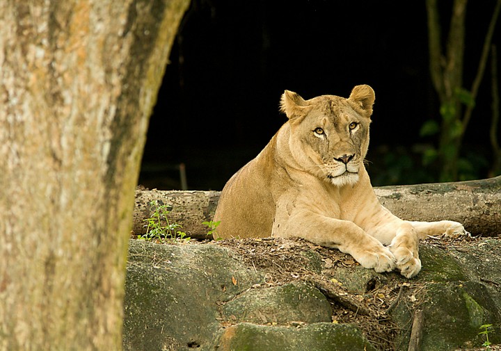 lion