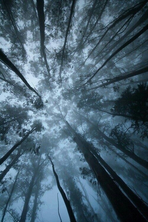 Fog in forest