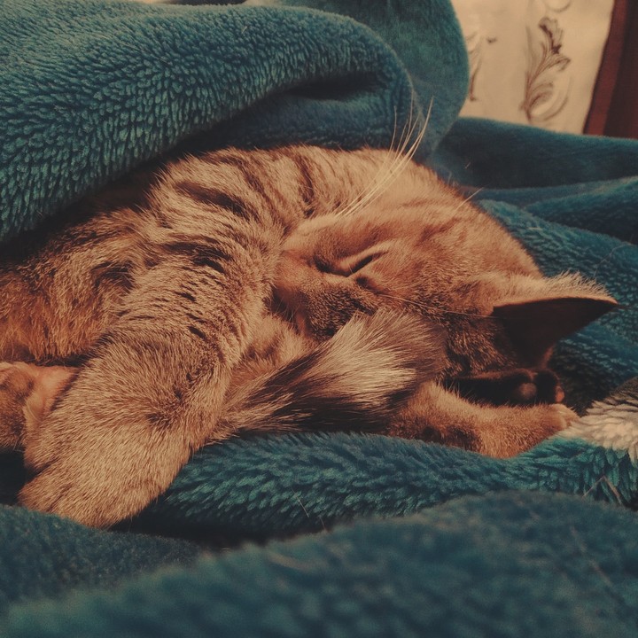 Nice cat