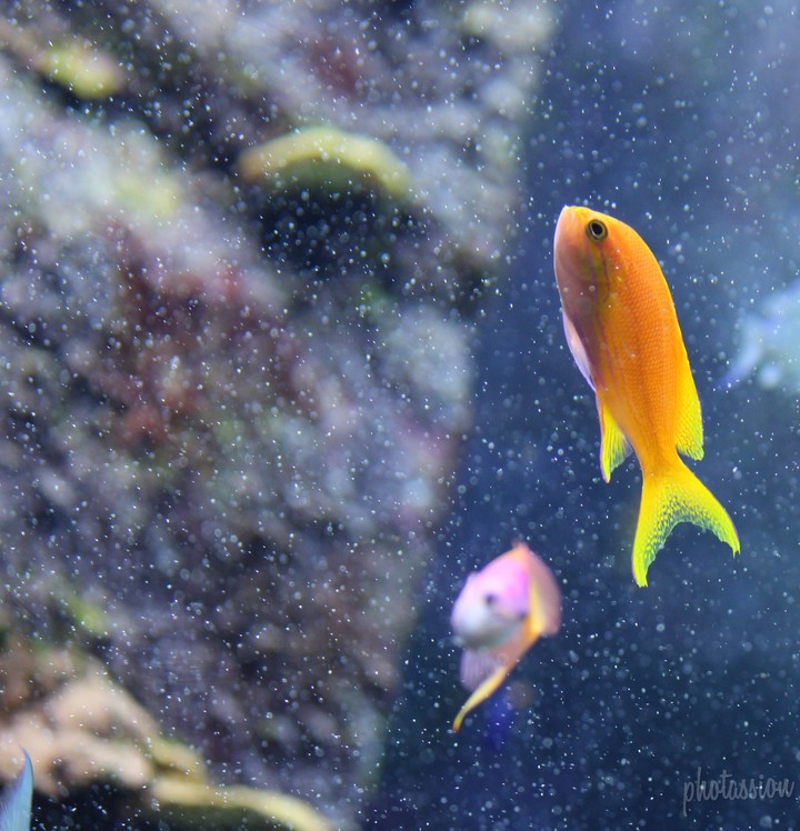 fish in aquarium