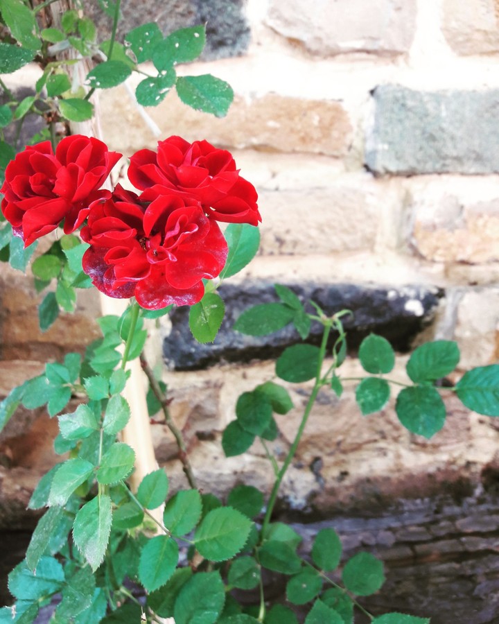 rose