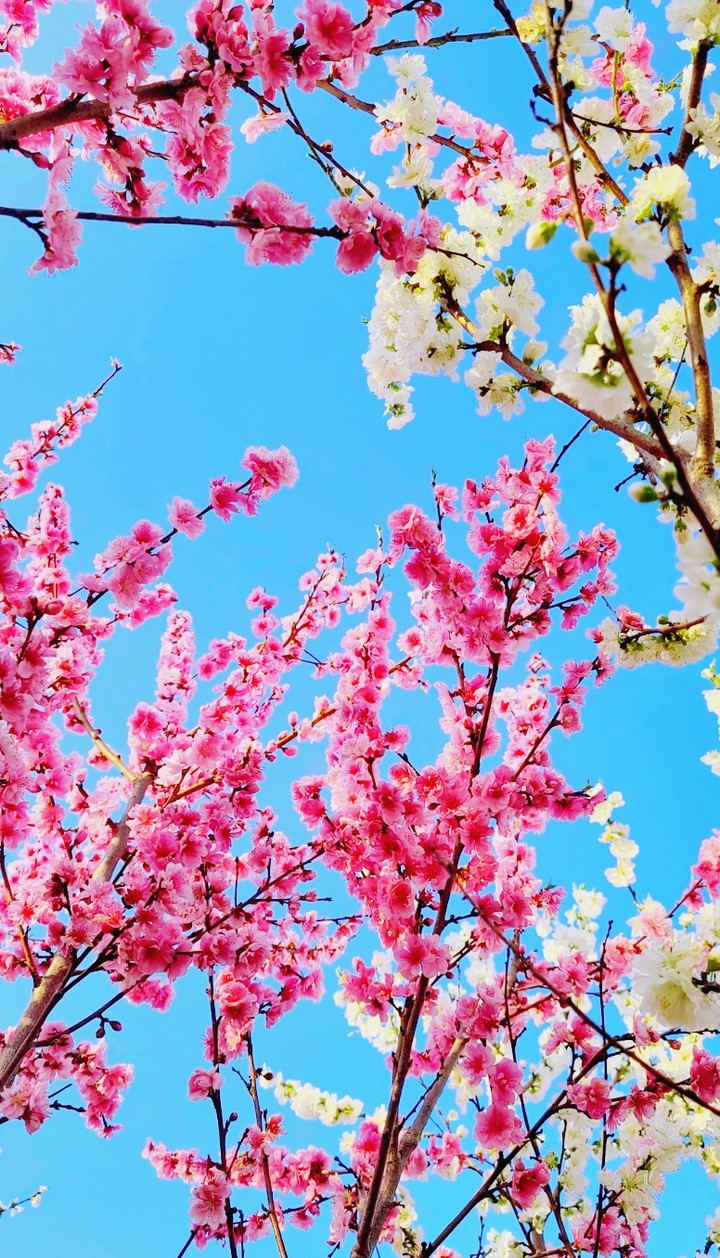 복숭아꽃 a  peach blossom