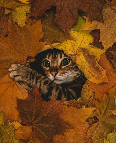 cat