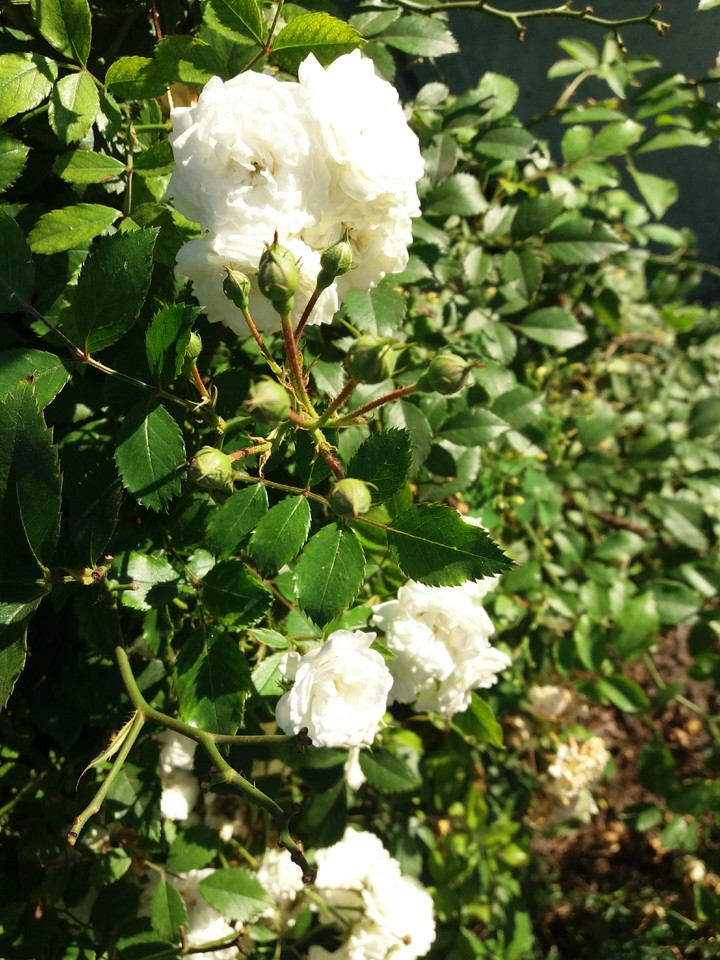 roses
