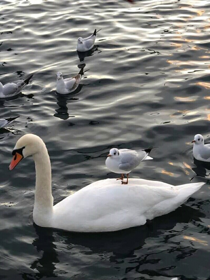 watrbirds