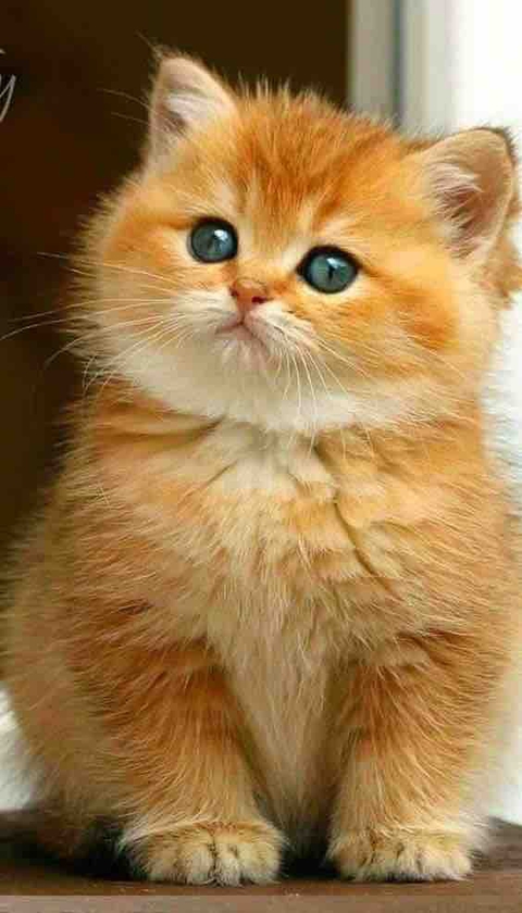 sfondi felidae, persian