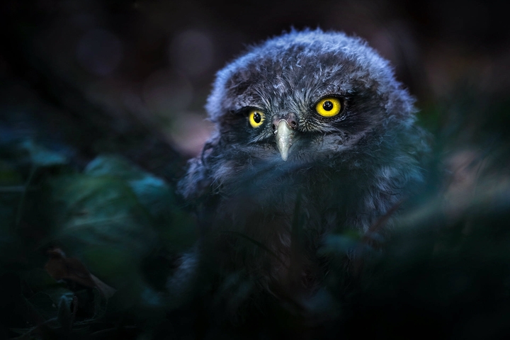 owl