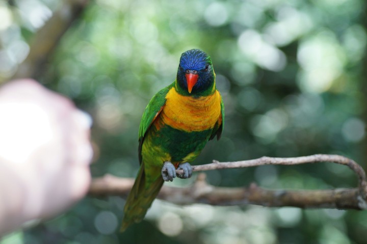 Jurong bird park