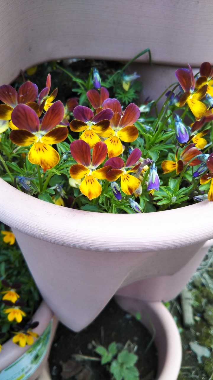 Viola Violets