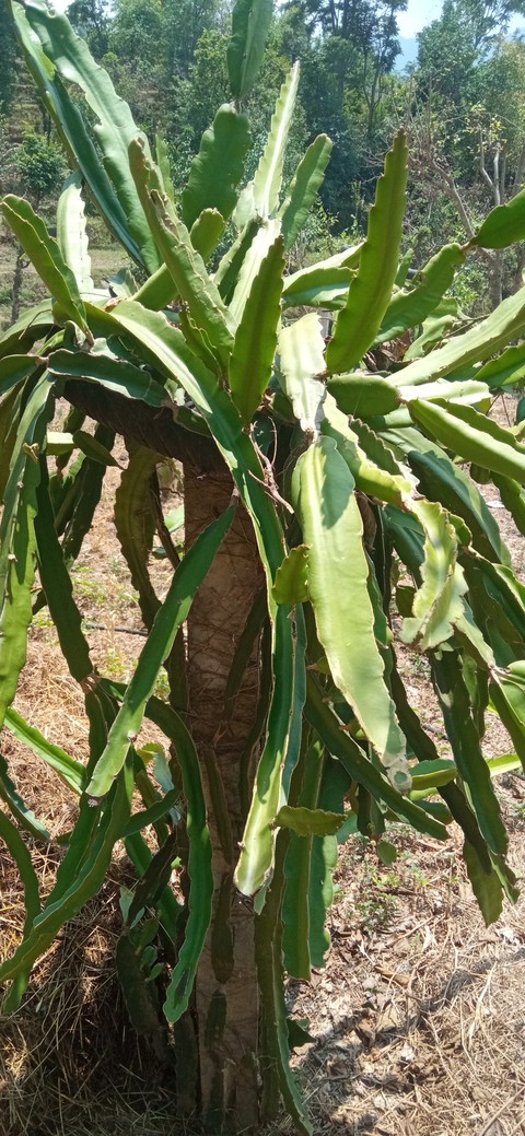 רקעים caryophyllales, fruit