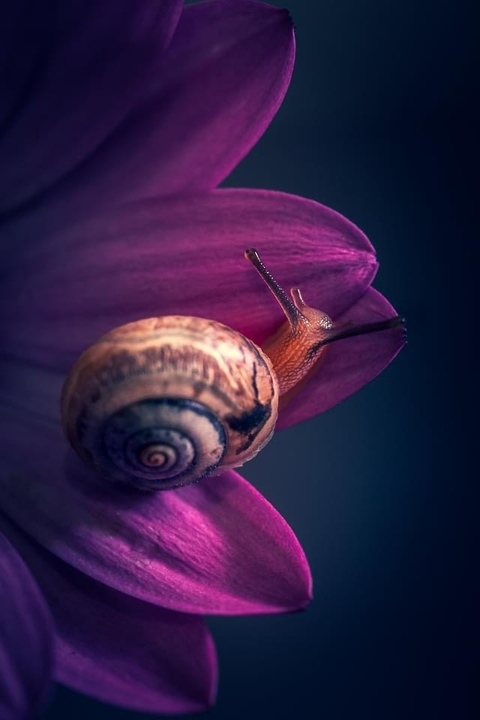 Snail