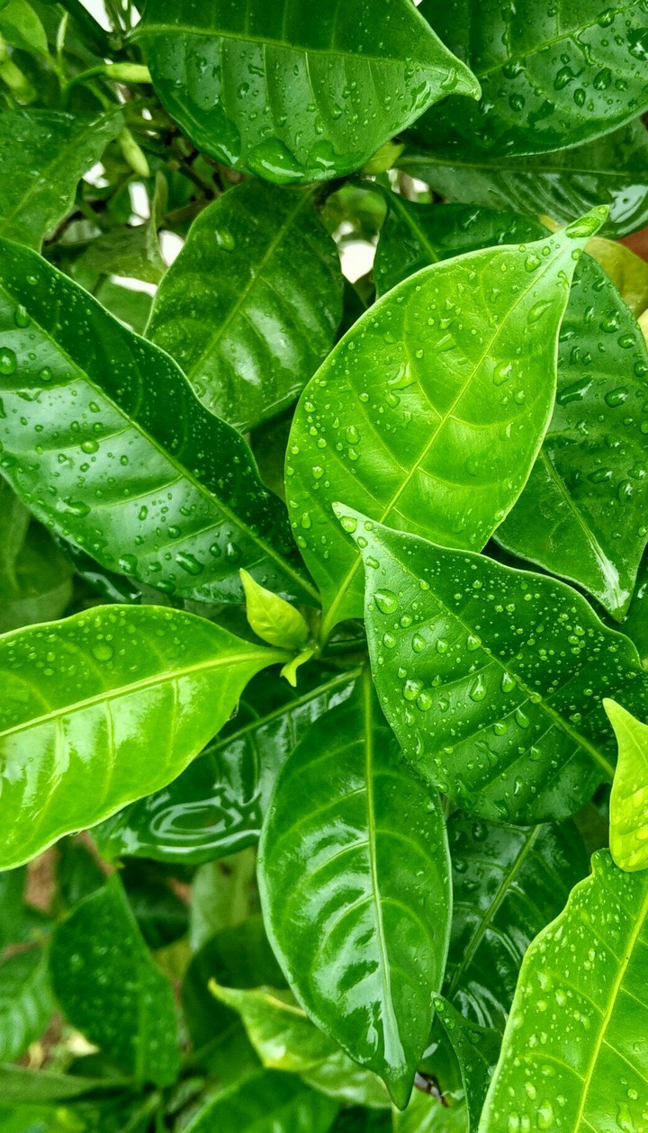 Green leaves