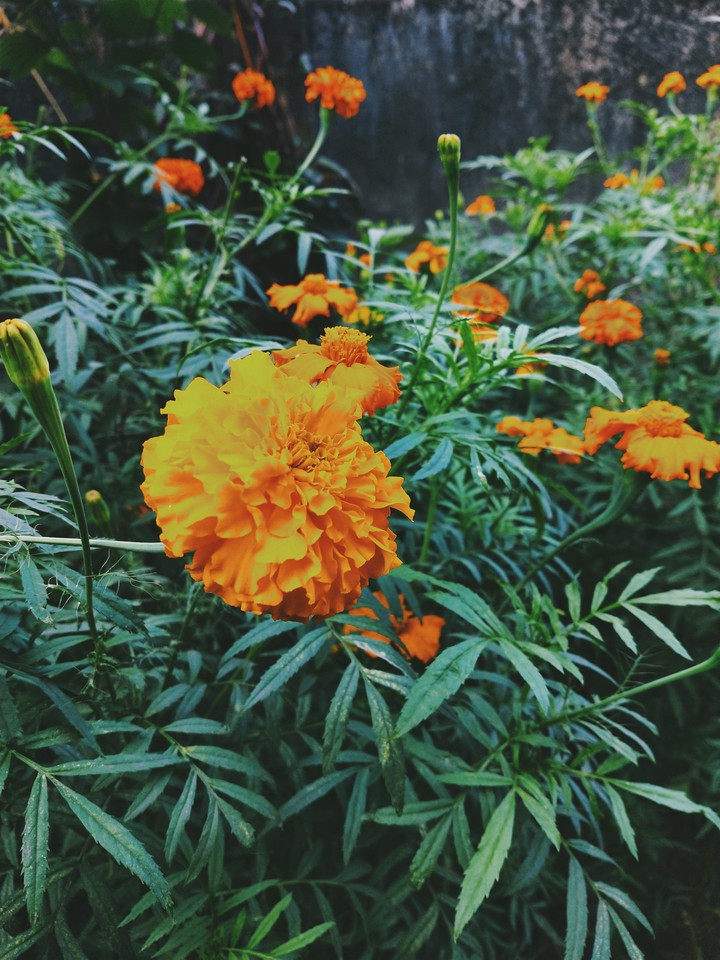 Marigold