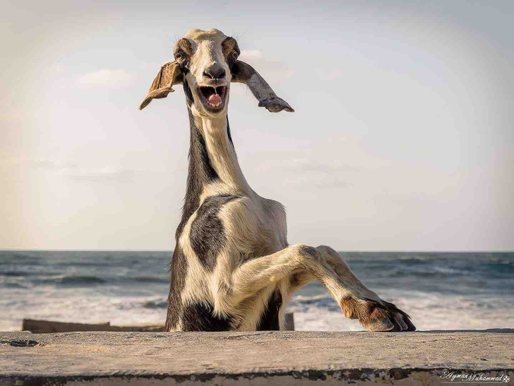 a