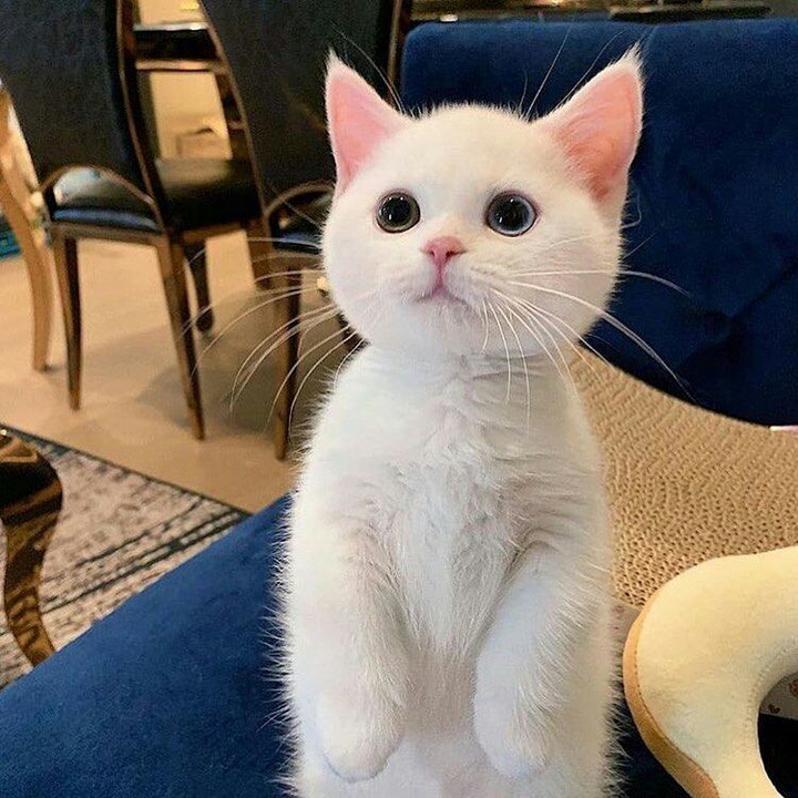 cat