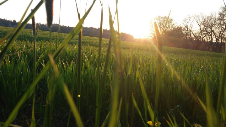 Sun/Grass
