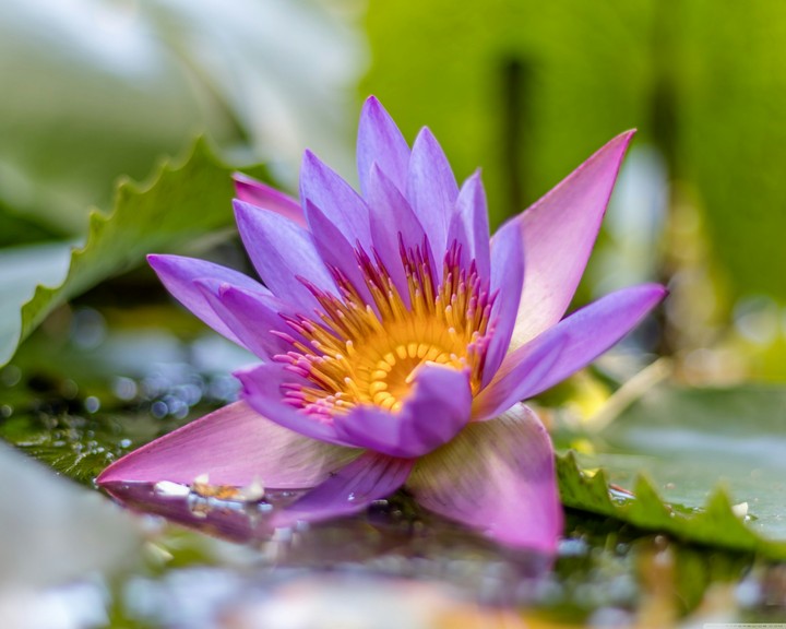 Lotus flower