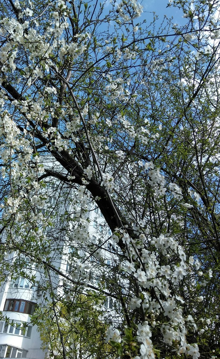 blossom