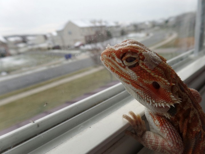Lizard
