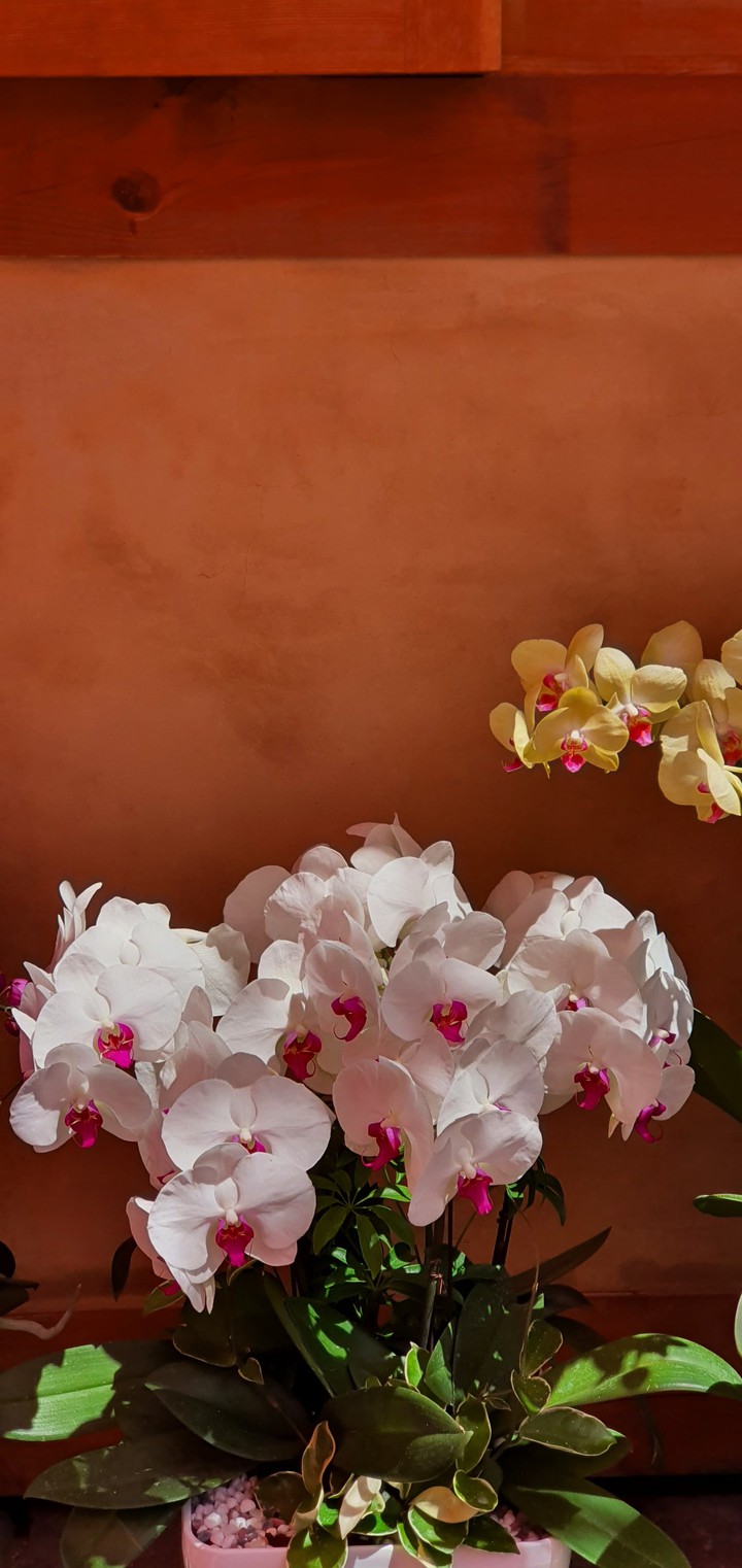 Orchid in Temple