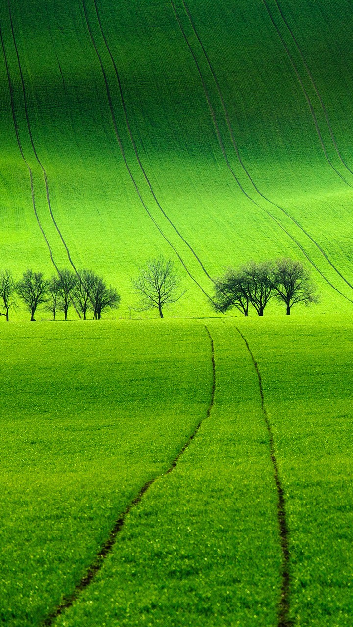 grass