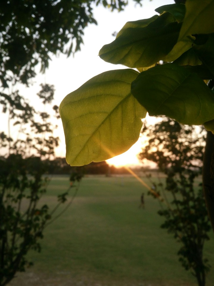 nature peace