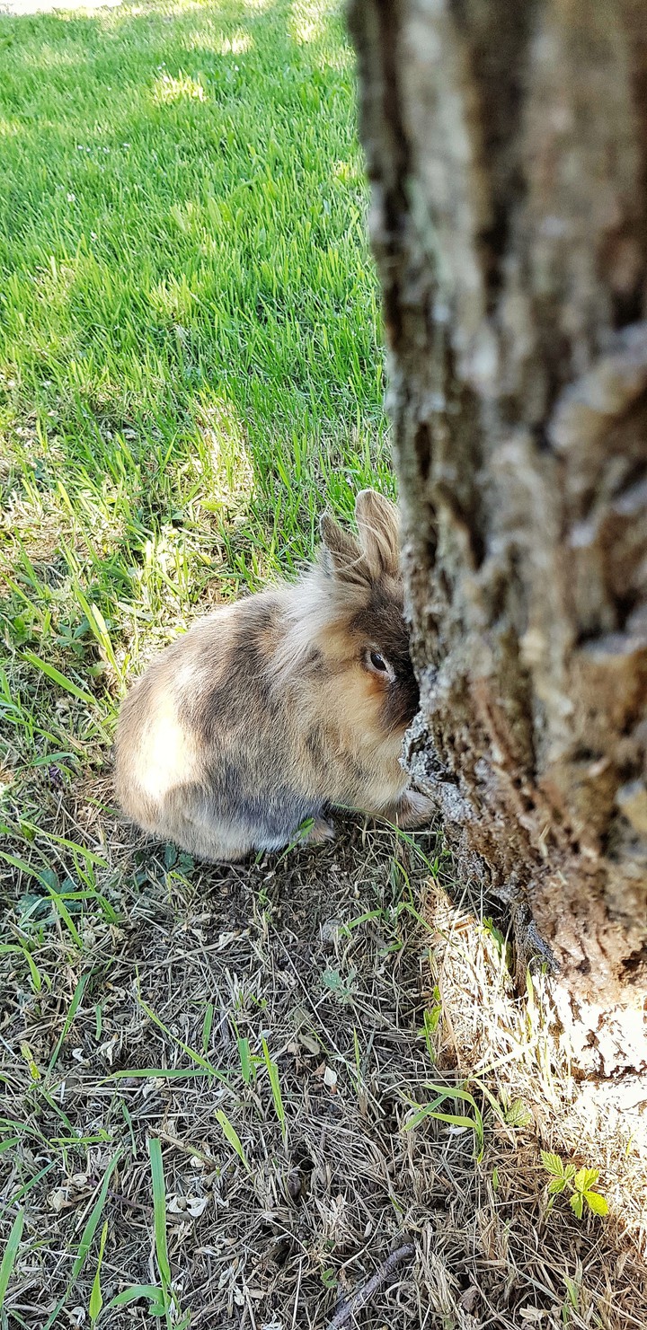 lapin en promenade