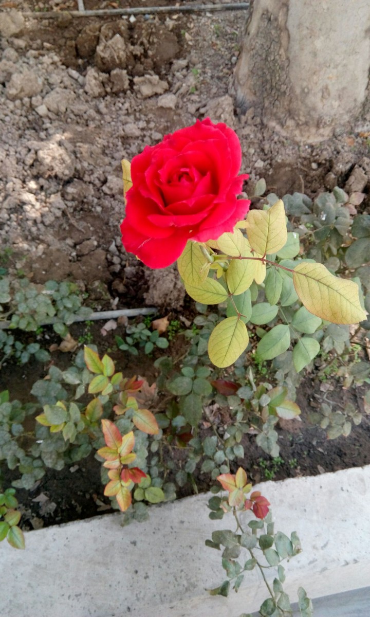 #flower