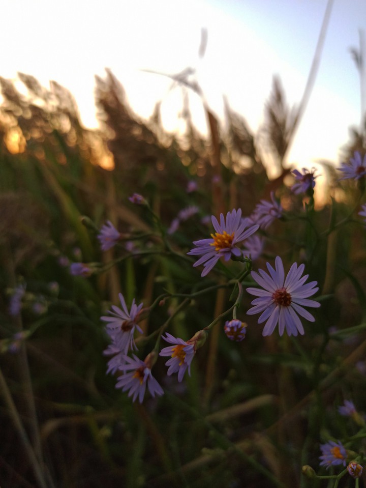 hi flower