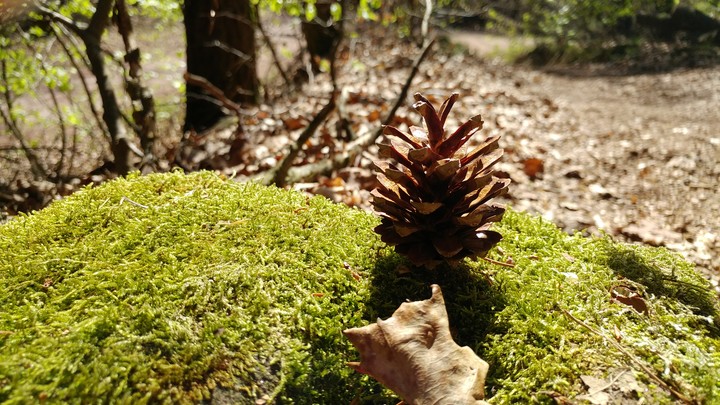 German Forest