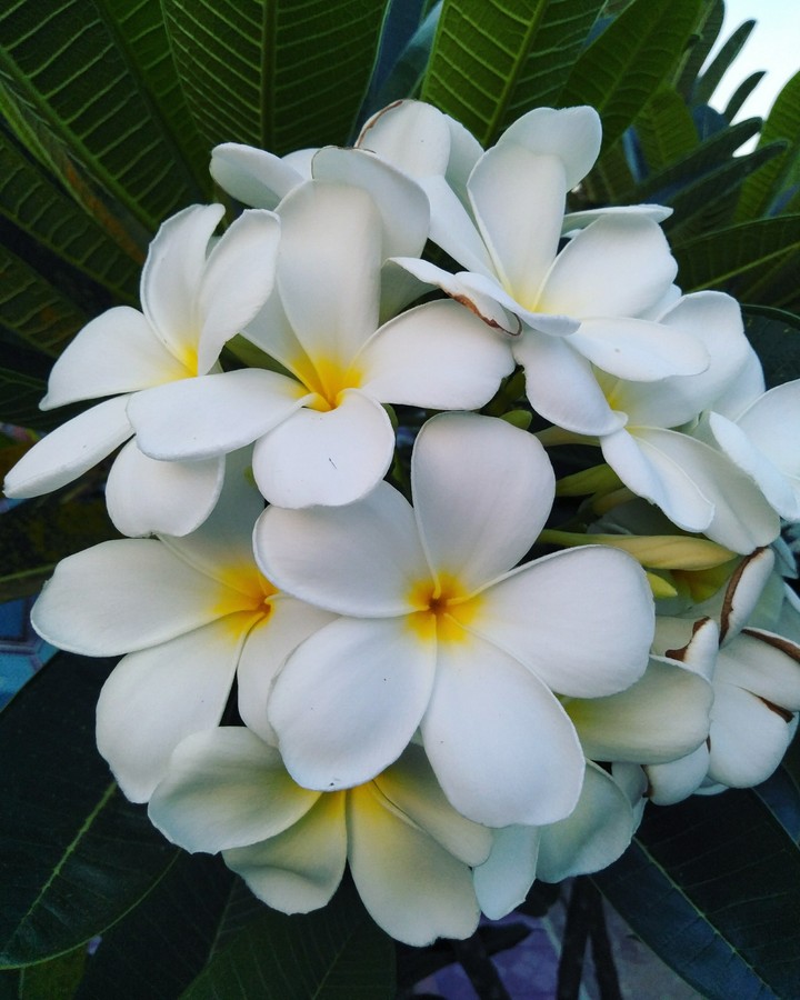 flower