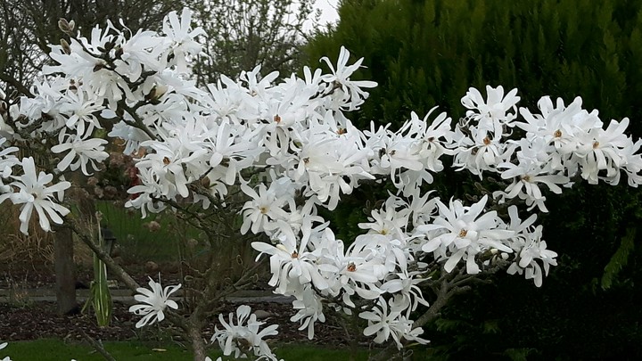 Blüten