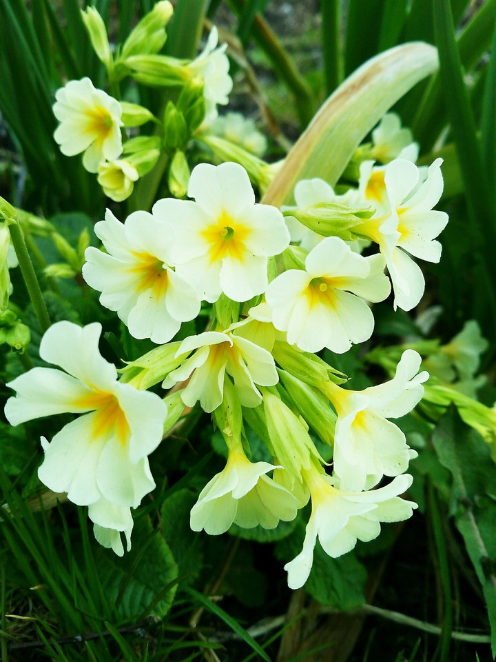 Flowers